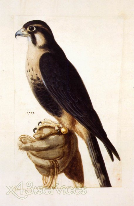 Giuseppe Arcimboldo - Aplomado Falke auf Hand mit Handschuh - Aplomado Falcon on Gloved Hand - zum Schließen ins Bild klicken